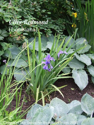 Clive Redmond in Shady Ditch 2 (2)